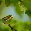 Budnicek lesni - Phylloscopus sibilatrix - Wood Warbler 5681